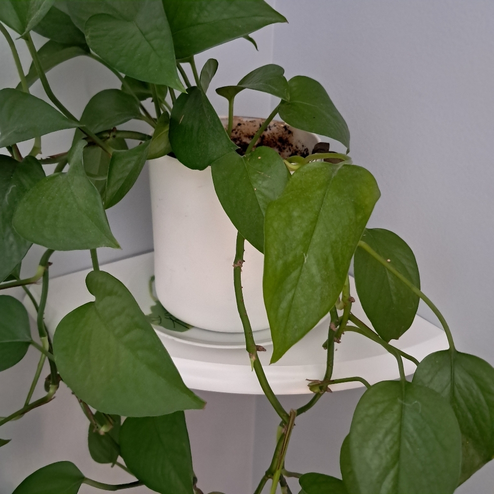 Geraniums Vera for Mikasa Plates - Picture 9 of 9